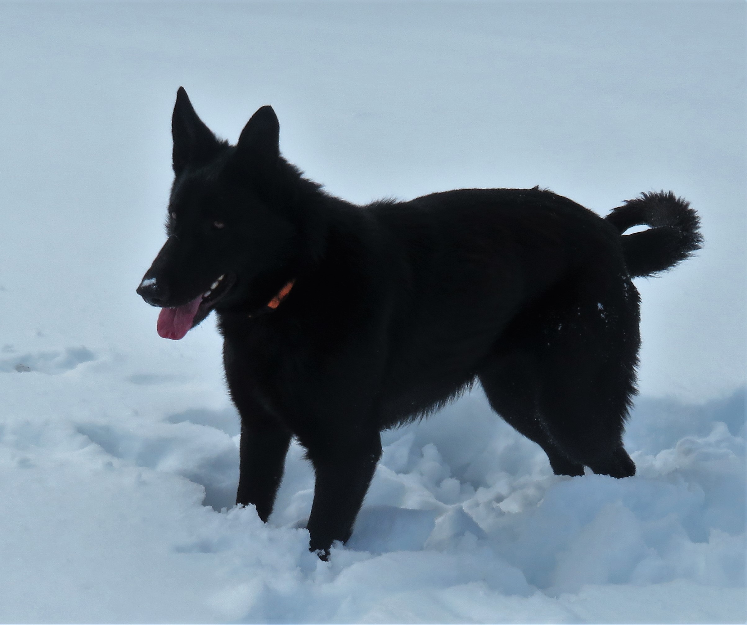 Vom Haus Schutz German Shepherd K9